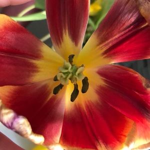 Meet your Posher, Nancy